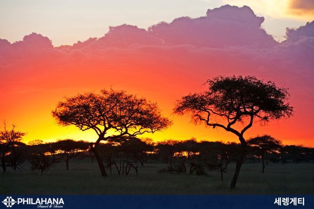 [특선 AJ] 아프리카 사파리/킬리만자로/두바이 16일